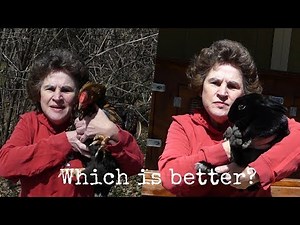 Which is better for your Garden -- Chicken or Rabbit Manure?