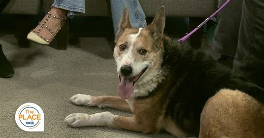 Jewel has had a great home since she was a pup, but now needs a new forever family