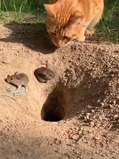 An orange tabby cat stands beside a round dirt pit with multiple dark holes, resembling a natural burrow. The cat gently drops a small toy mouse into the pit and watches closely. Suddenly, a shadowy, snake-like shape bursts out from one of the holes—and the viral moment begins. |597 #DosHub #CatReaction #UnexpectedMoment #ViralScene