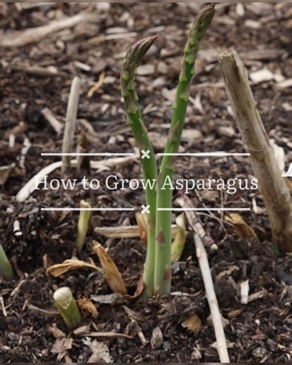 Grow Asparagus from Seed: Quick and Easy Tips