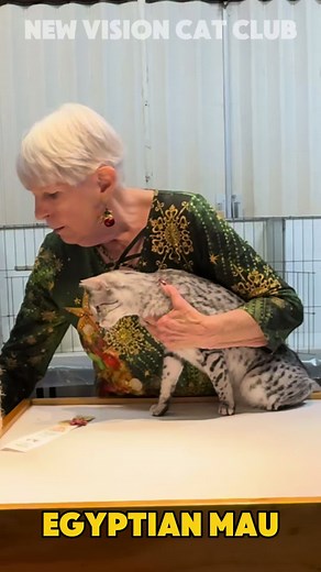 𝐄𝐆𝐘𝐏𝐓𝐈𝐀𝐍 𝐌𝐀𝐔. 𝐸𝑀𝐴𝑈’𝑆 𝐵𝑂𝑅𝑁 𝐼𝑁 𝑇𝐻𝐸 𝑈𝑆𝐴 𝑂𝐹... | egypt cat