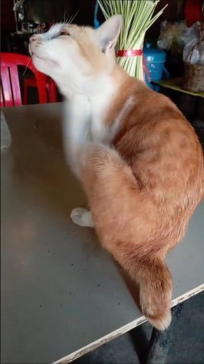 Cat Care Essentials for New Cat Owners