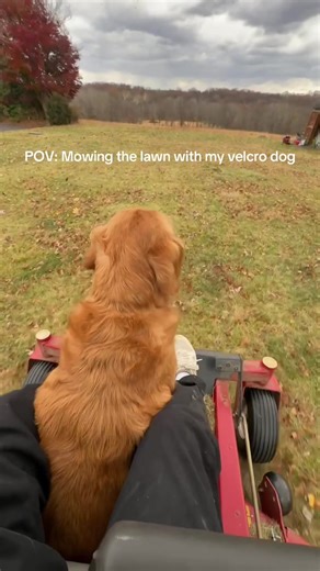 Mowing the Lawn with My Velcro Dog