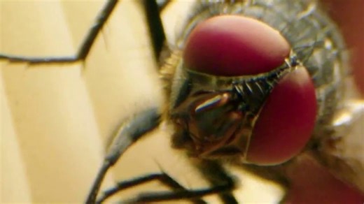 Bug-A-Salt TV Spot, 'Flies Are Disgusting'