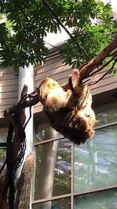 Moe scratching an itch. Sloths spend almost their entire life upside-down in the trees. They eat, sleep, mate, and give birth from this position. The only time sloths come down to the forest floor is to poop, which they do about once a week. | Cincinnati Zoo & Botanical Garden