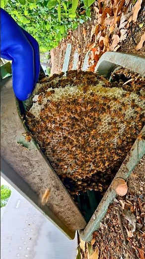 Quick Bee Rescue in Southern California! | #nature #bees #shorts