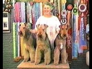 How to Groom an Airedale - Introduction