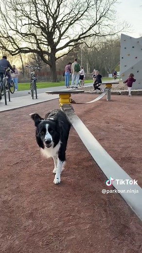 Exciting New Barkour Challenge for Dogs!