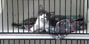 North Florida Pet Adoption Days takes place in Gainesville this weekend