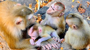 4.6K views · 166 reactions | Mama Luna ask Baby Angela monkeys What Happened? Mama talk Baby Rainbow take care Angela bring Lucie | Monkey RoJo | Facebook