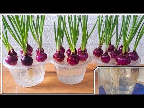 Growing Green Onions in Water | Simple Indoor Garden