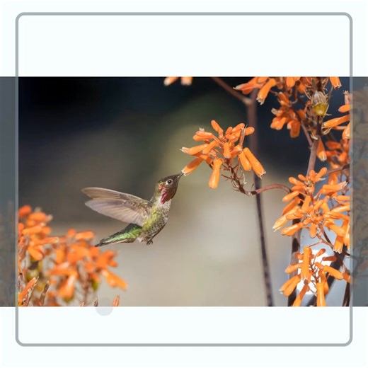"Perfect Form - Male Anna's Hummingbird - Landscape" // https://www.crystalcalla.com/warehouse-open-edition-prints/art_print_products/perfect-form-male-anna-s-hummingbird-landscape This handsome fellow is a male's Anna's hummingbird who was almost posing for me as he fluttered all around the flowering succulents in the garden. The light and angle hit him in just the right way to show a peak of pink iridescent crown. Depending on how he turns, he may appear to have an all brown or black head, or 
