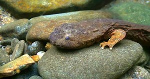 Nature: Hellbenders