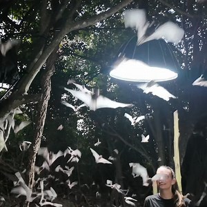 DYK protecting bats helps not just nature, but also people? A new study by BCI scientists highlights how bat conservation contributes to global biodiversity and sustainable development goals! 🦇Preserving bat habitats creates local job opportunities. 🦇Educating communities boosts science and tech skills. 🦇Healthy bat populations reduce pesticide use, promoting eco-friendly agriculture and better health. So when you support BCI (like by sharing this post 😉), you're supporting the overall healt