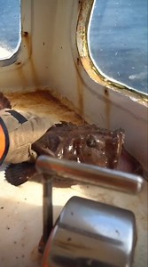 1.5M views · 13K reactions | #monkfish #lobsterfishing #oceans #oceanlife #marinelife #gulfofmaine #maine #fyp #咽 #catchoftheday #rarefind #reels | Louie Ryan | Facebook