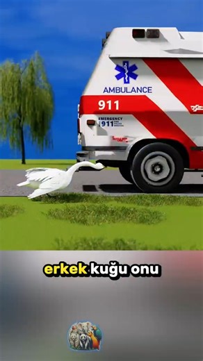 An Incredible Lesson in Loyalty from Swans: This Is True Love! 🦢🥰❤️