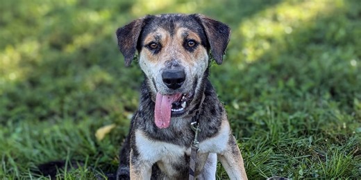 Marion County Pets: Emerald, Meringue, and Polo