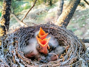 6 conseils pour nourrir un oisillon