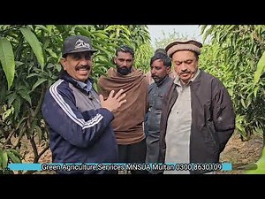 Modern Techniques in Mango Farming for Increased Per-Acre Yield