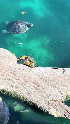 Turtles have claws and upper body strength. Watch this turtle do a pull up