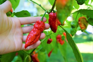 When To Pick Ghost Peppers (With Pictures) - Pepper Geek