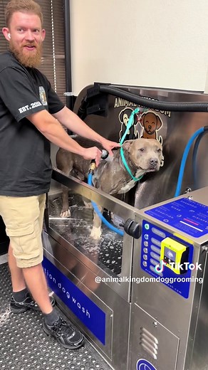 Available at Mary S Robert’s Pet Adoption Center in Riverside CA. #pitbull #bullybreeds #rescuedog #doggrooming #shelterdog