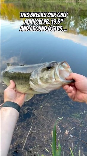 Gulp Minnow on Jig Head w/ Under Spin #fishing #bassfishing #gulp #jig #tackle #lure #tips #lunker