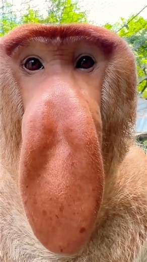 😂🐒 **Proboscis Monkey Makes the FUNNIEST Noises! 😱🤣** #money