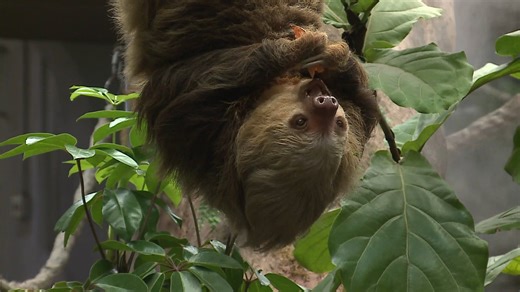 Sloth Atirum opens Wednesday at the Saint Louis Zoo