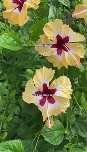 The absolute honesty is precious the true ones like it