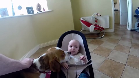 Beagle Dog Wants Attention and Love From Little Baby | @Charlie The Beagle