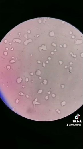 first time using the microscope #laboratory #science #lab #microscope #medtechstudent #mls #medtech