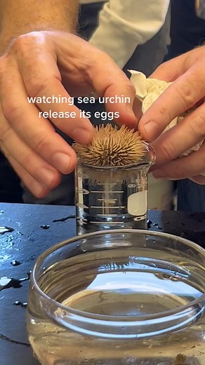 Exploring the Birth of Sea Urchins in Biology | Watch the Fascination Unfold