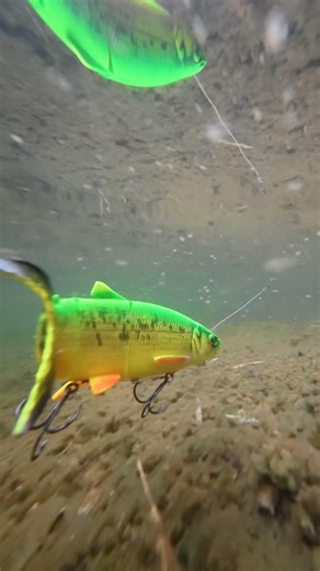 Savage Gear Line Thru Whitefish at www.charliesfishing.com #lures #lure #fishing #predatorfish