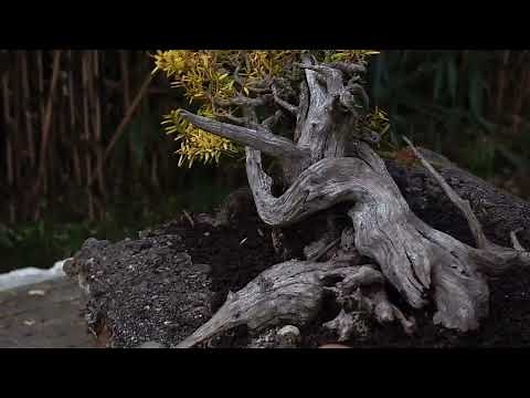 New Zealand native trees for bonsai. Totara (Podacarpus totara)