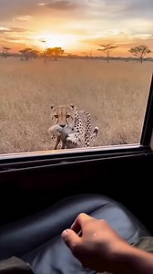 31K views · 99 reactions | Sthefanny Oliveira TV on Reels | Facebook