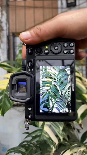 Nikon Z5 vitrox | Green Label Photography