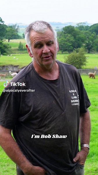 alpacaly ever after on TikTok