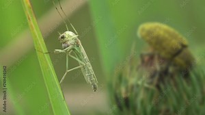 Gnat, mosquito (Dipterid suborder Nematocera) sitting on leaf of grass against background of green weevil. View macro insect in wildlife