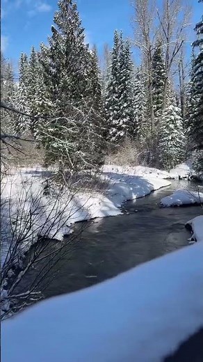 Forest Bathing in Mt Fernie Provincial Park #ferniestoke #mountains #kootrocks