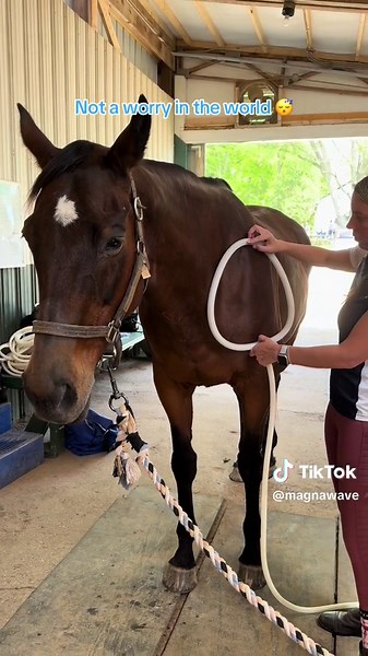 Calm your pet’s anxiety with MagnaWave ❤️ MagnaWave offers a calming, drug-free solution to help reduce stress and promote relaxation for your furry friend. The proof is in the eyes 😴 Find a practitioner in your area by clicking the link in our bio 🌎 #MagnaWavePEMF #PetAnxiety #CalmPets #NaturalRelief #StressFreePets #AnimalWellness #HappyPets