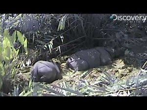 Rare Javan Rhinos Filmed