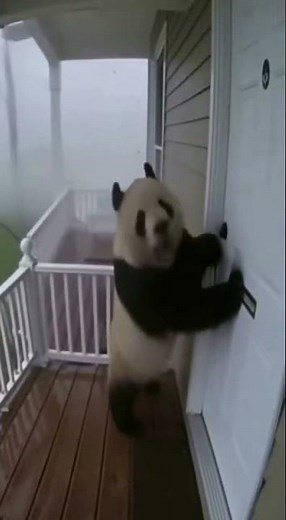 Panda screams for help during storm
