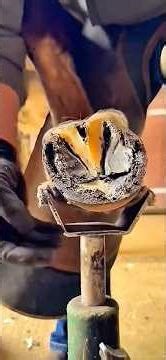 Haircut and Horseshoe Part 2 🐴 #farriers #asmr #horse #satisfying #farrierlife #hoof #hooftrimming