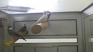 #E Java Sparrow - JS #M Pipit Java - Finch #C 文鸟 1. English Please...