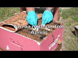 Varroa Mite Control - Apivar