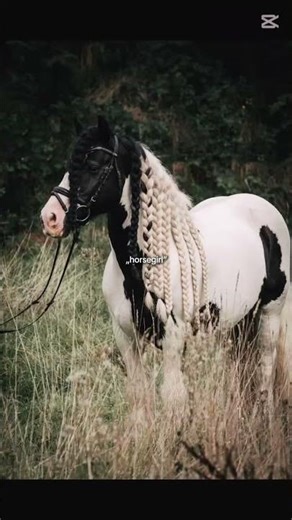 #pferd #horse #reiten #equestrian #pony #jumping #pferde #springen #dressage #dressur