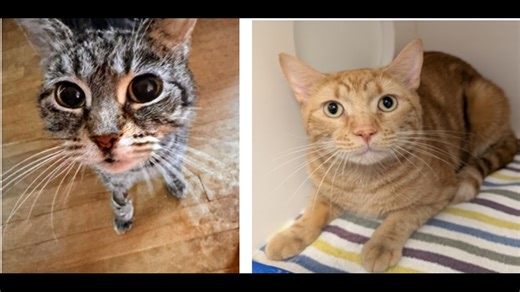 Kennebec Valley Humane Society waives fees for adult cat adoptions