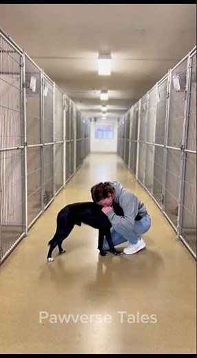 Crying Woman Kneels… The Dog Just Melts Into Her ❤️🐾 #dogreunion #shelterdog #emotionalvideo