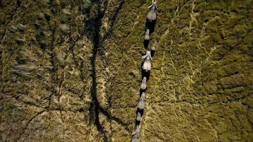 Okavango: River of Dreams (Series Trailer)